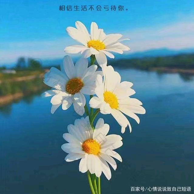 小青聊养鸡