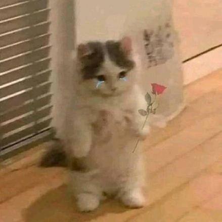 一只小短短