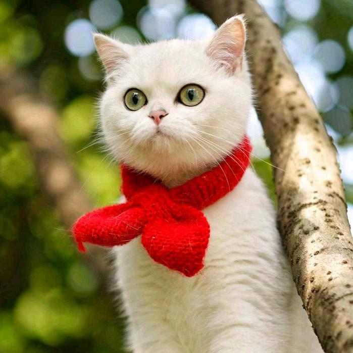 @招财猫@