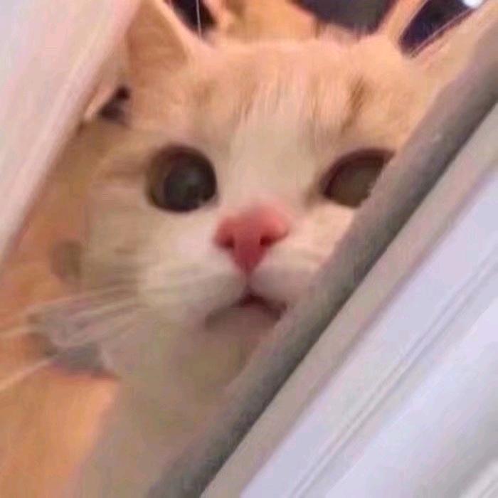 就叫猫猫头野王吧