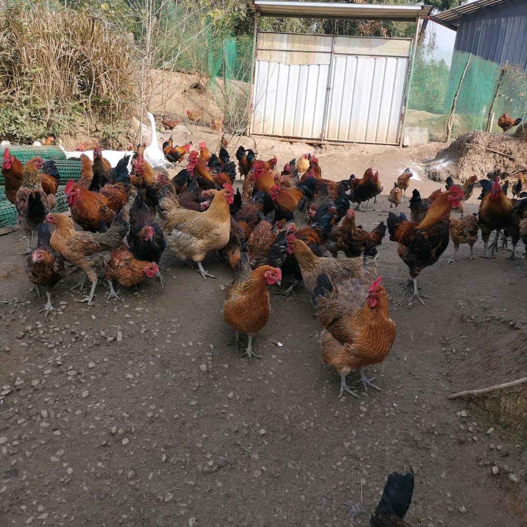 通江绿植园生态散养鸡鸭