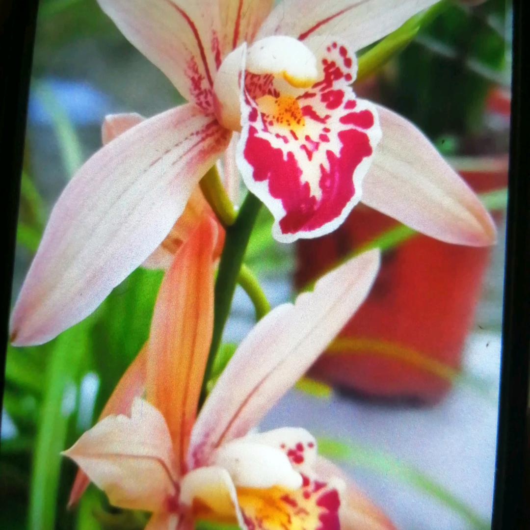 花开花落