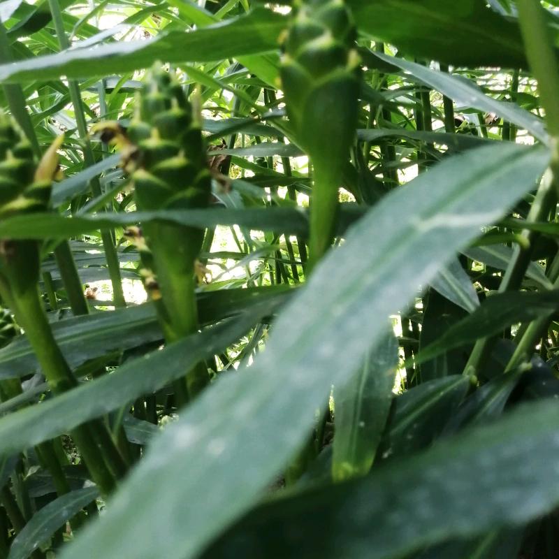 用户4675853631397静待花开