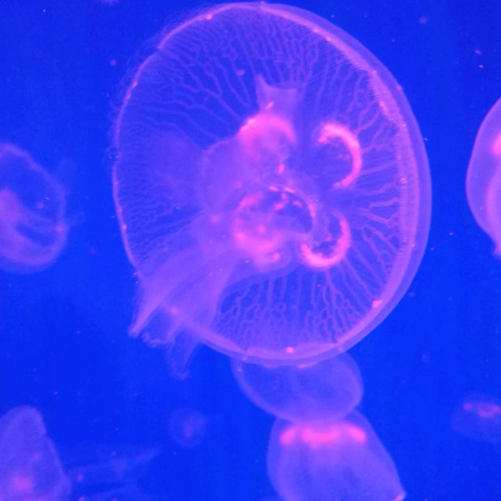 茉莉龙珠