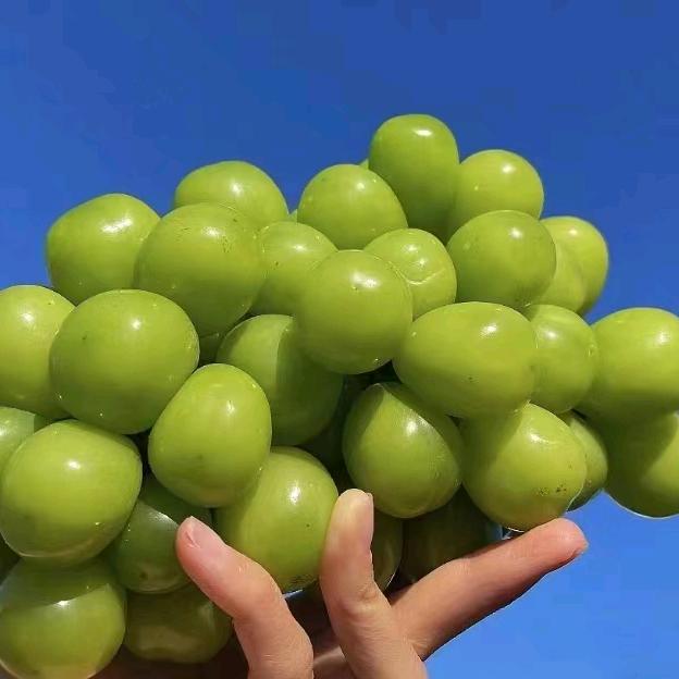 乐陵果润优