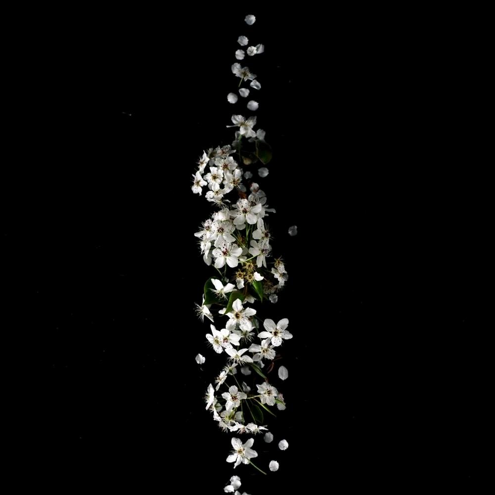 那年八月的狮子座