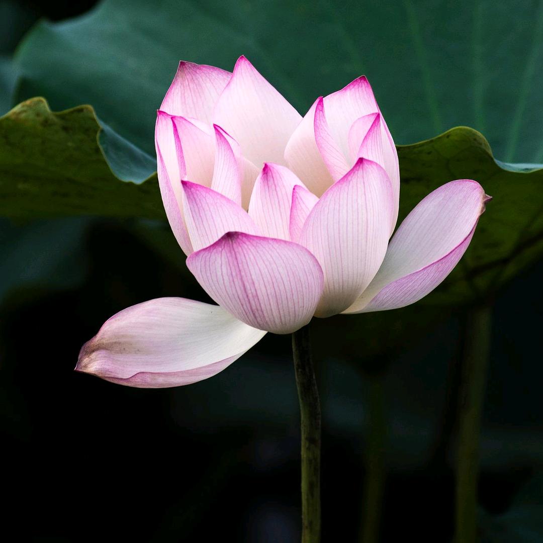 顺心禅语