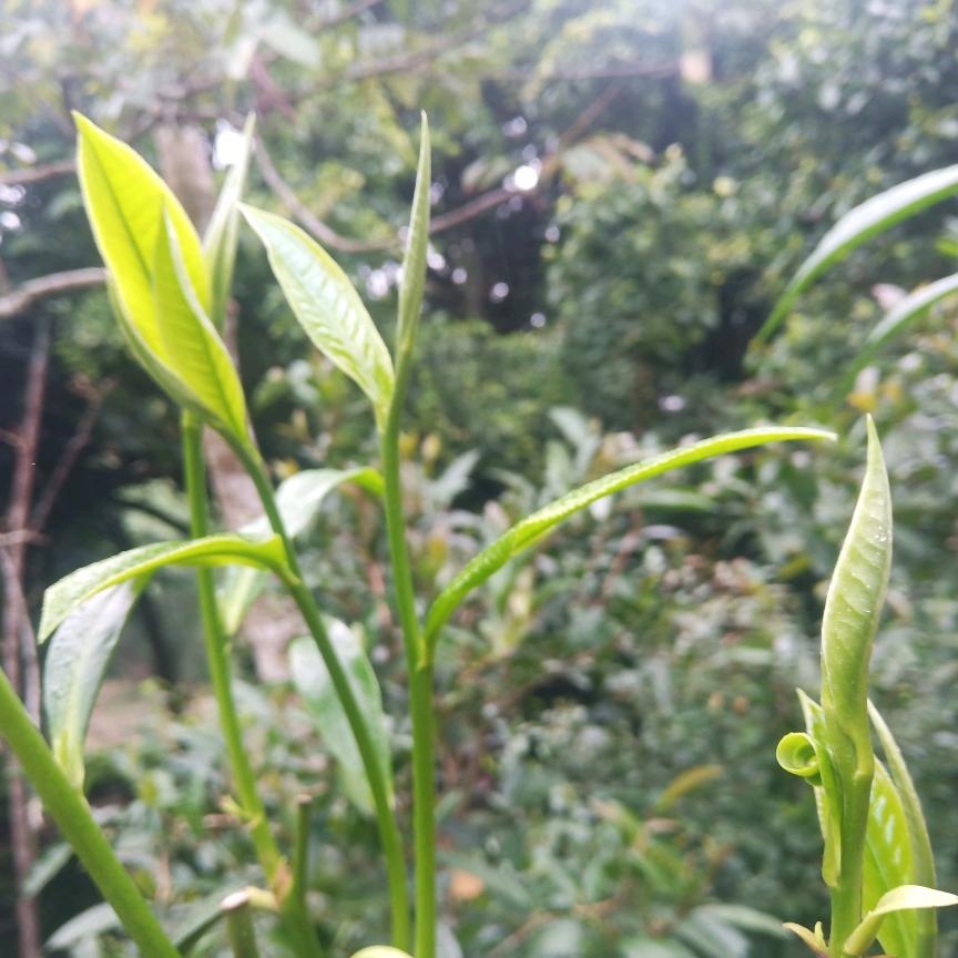 制茶小宝