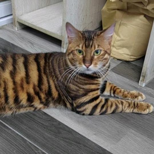 抚顺雷子名猫苑