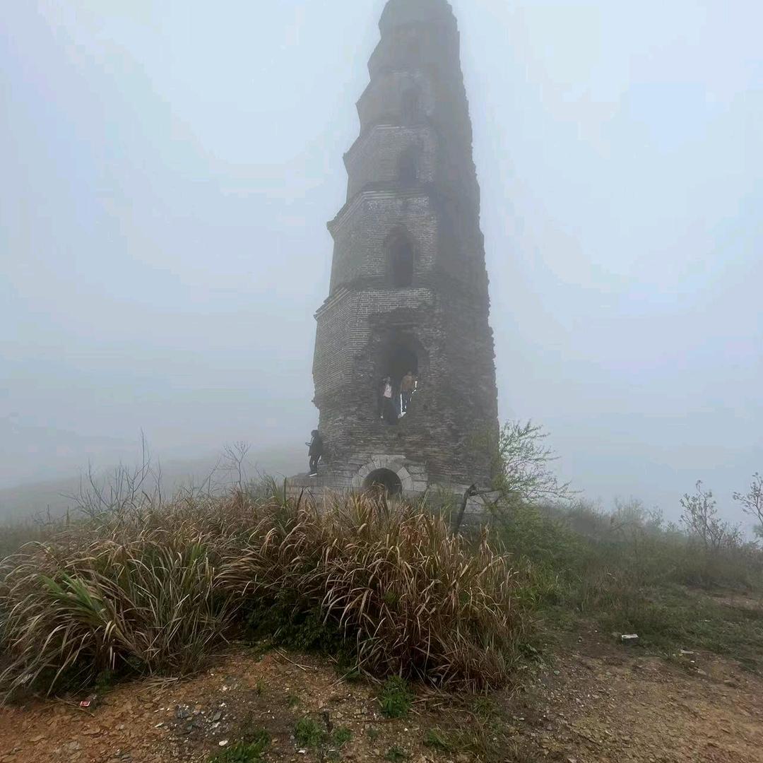 z红苹果