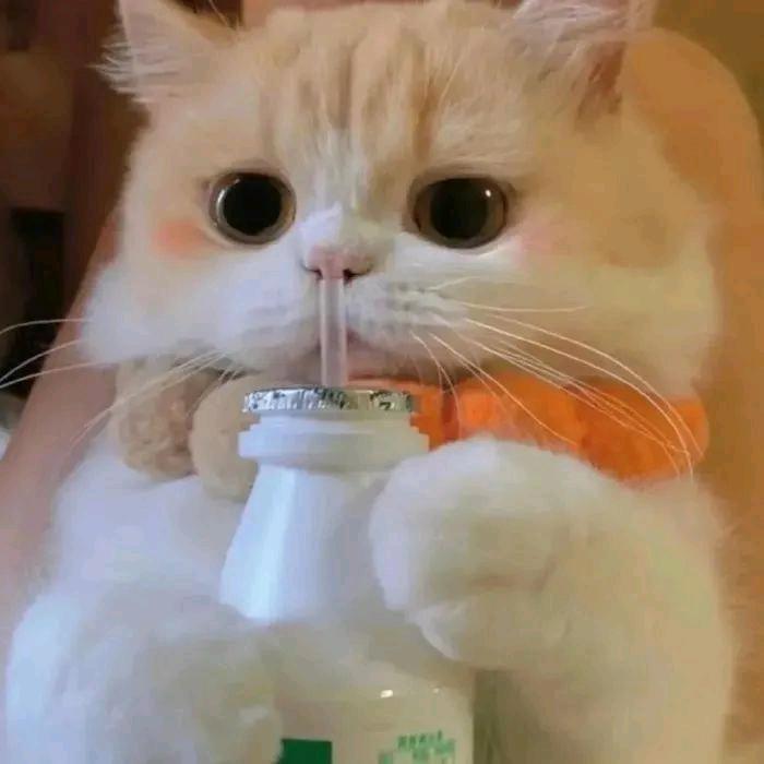 🌈喵姐🌈