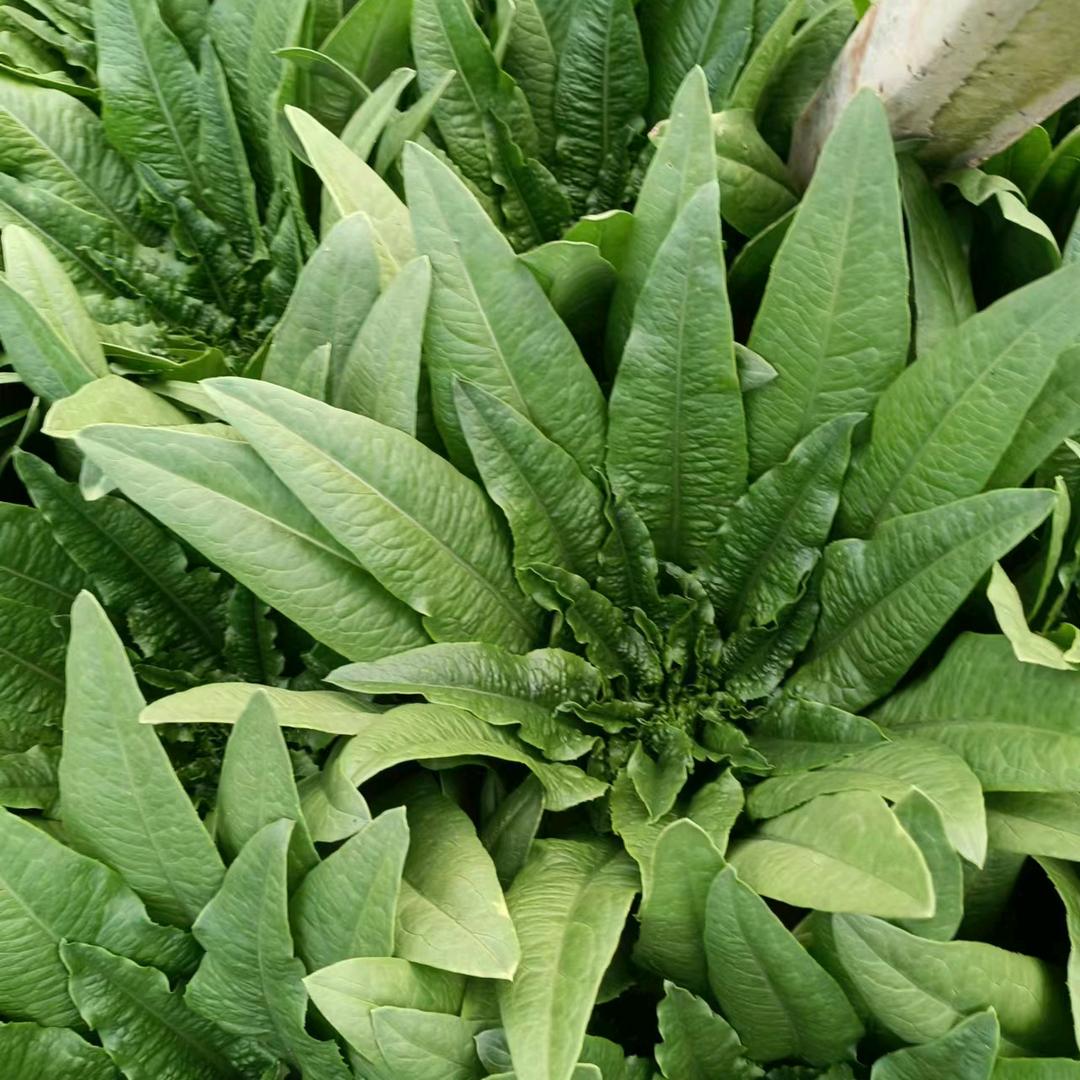 种菜小哥八零后！