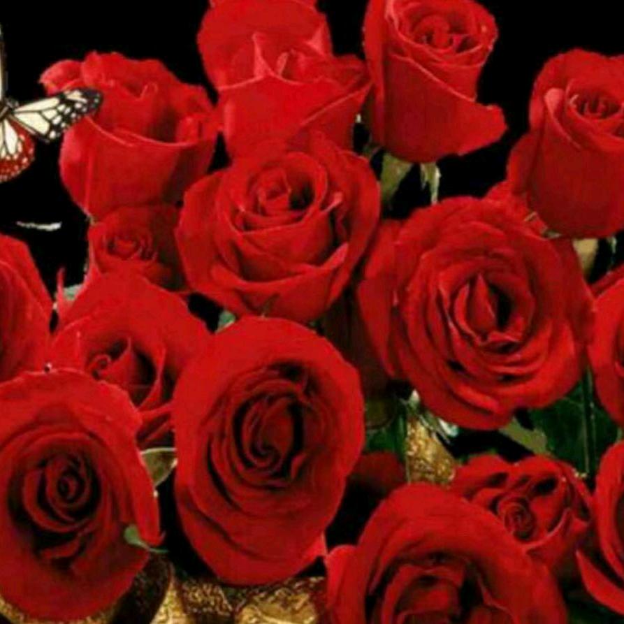 红玫瑰🌹