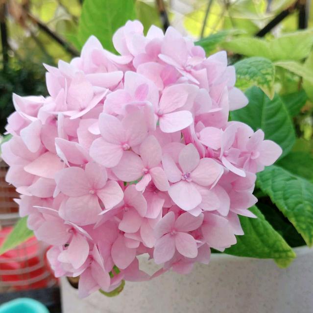 花萱阁可克达拉