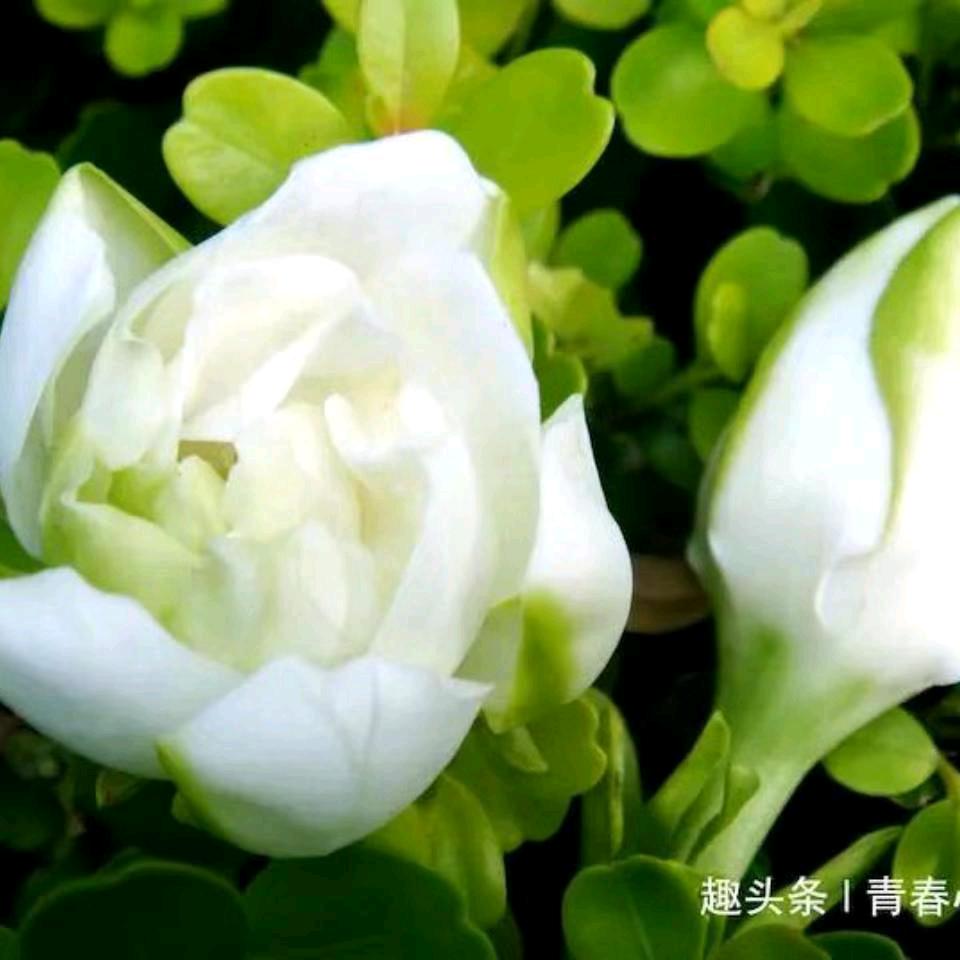 喜喜哈哈