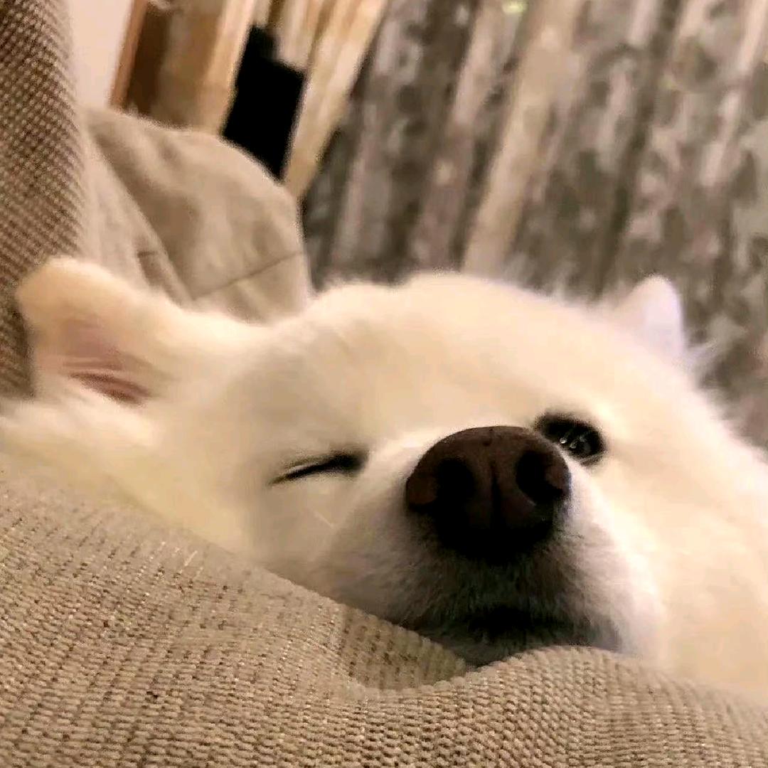 蛊咕咕