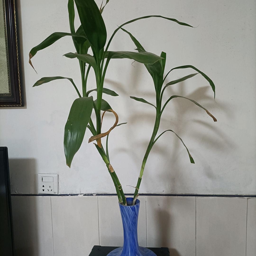 刘家