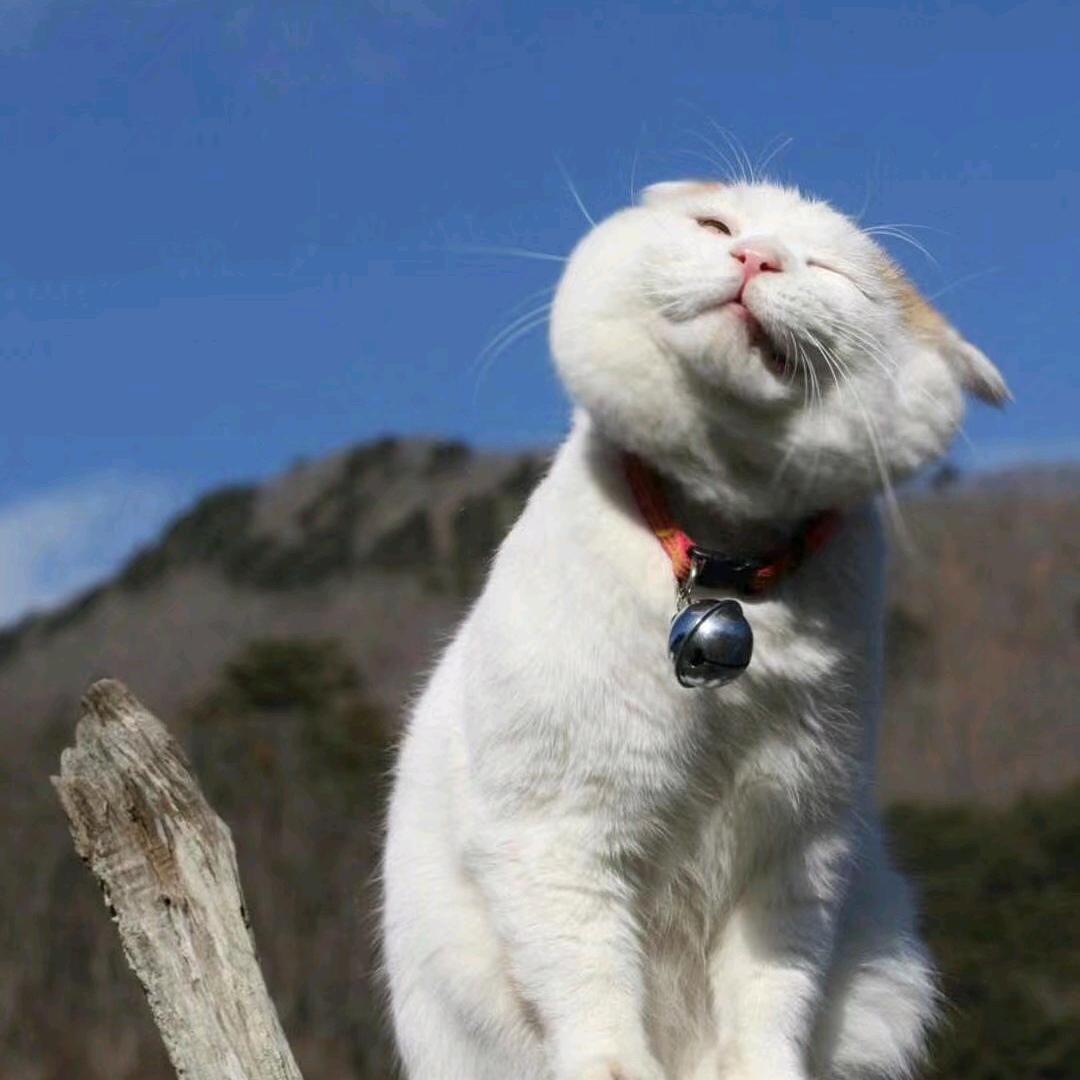 逐安