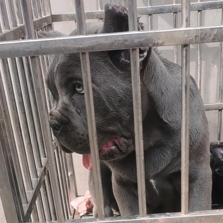 @小唐卡斯罗护卫犬