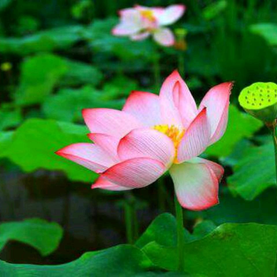 xiaoying