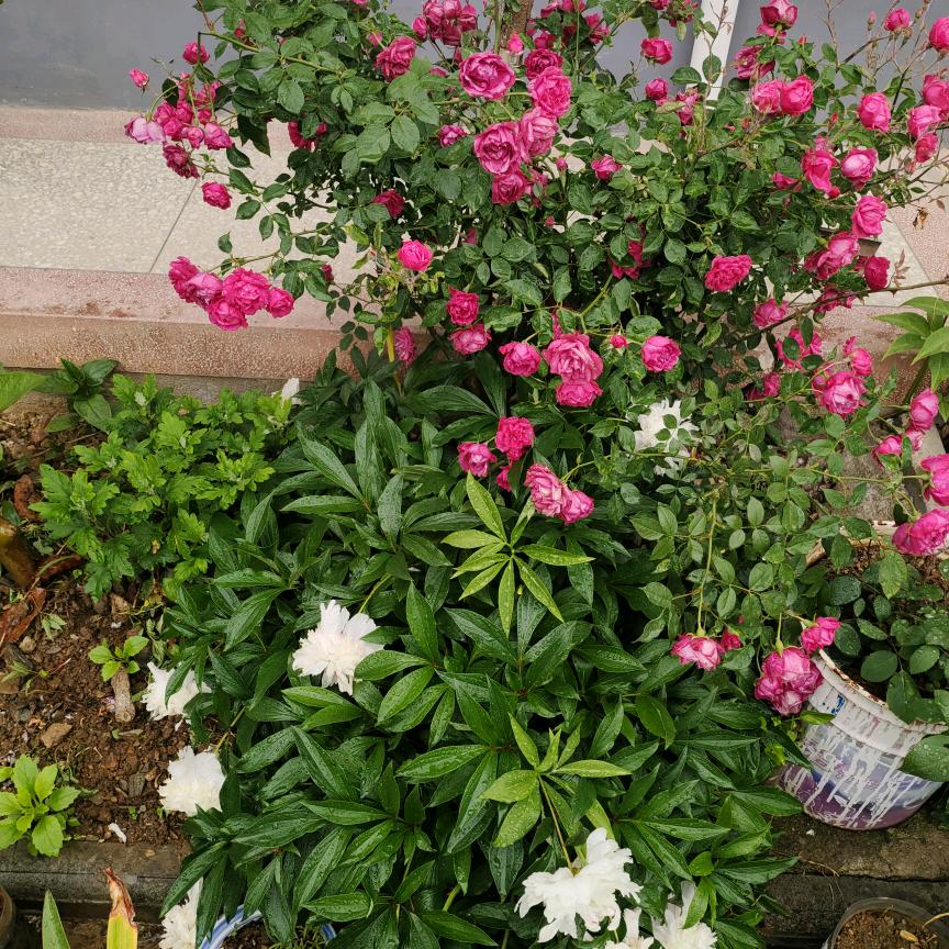 花好月圆