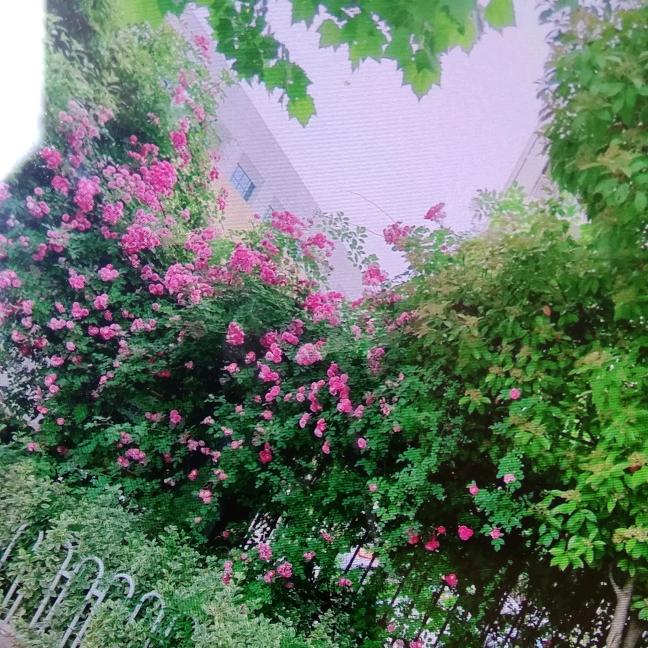 立翔奶奶