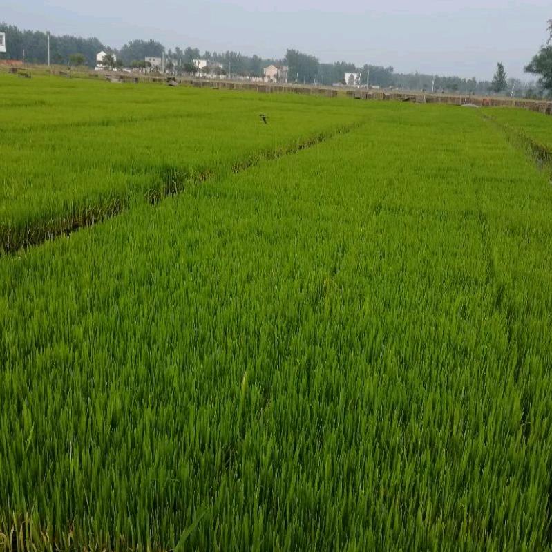 陌上风情