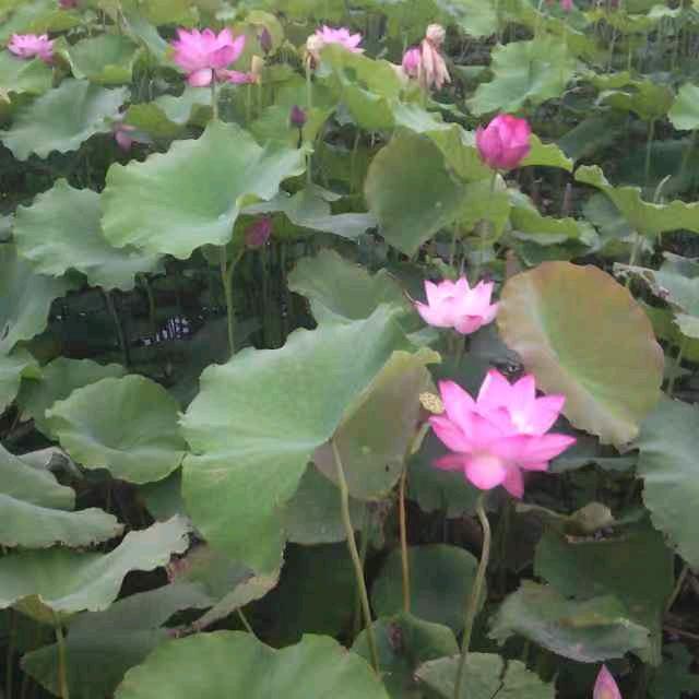 云淡风轻