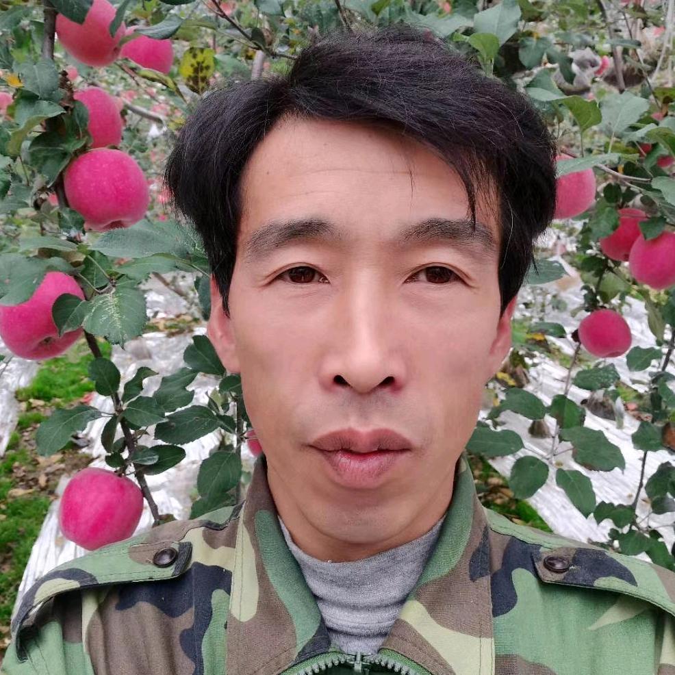 曹斌  灵台苹果