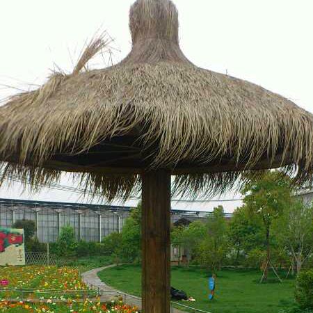 @生活随拍——叶子