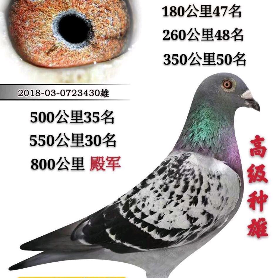 揭阳刘佳飞翔鸽舍