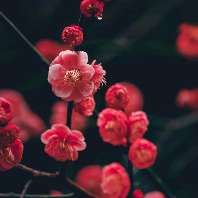 春暖花开