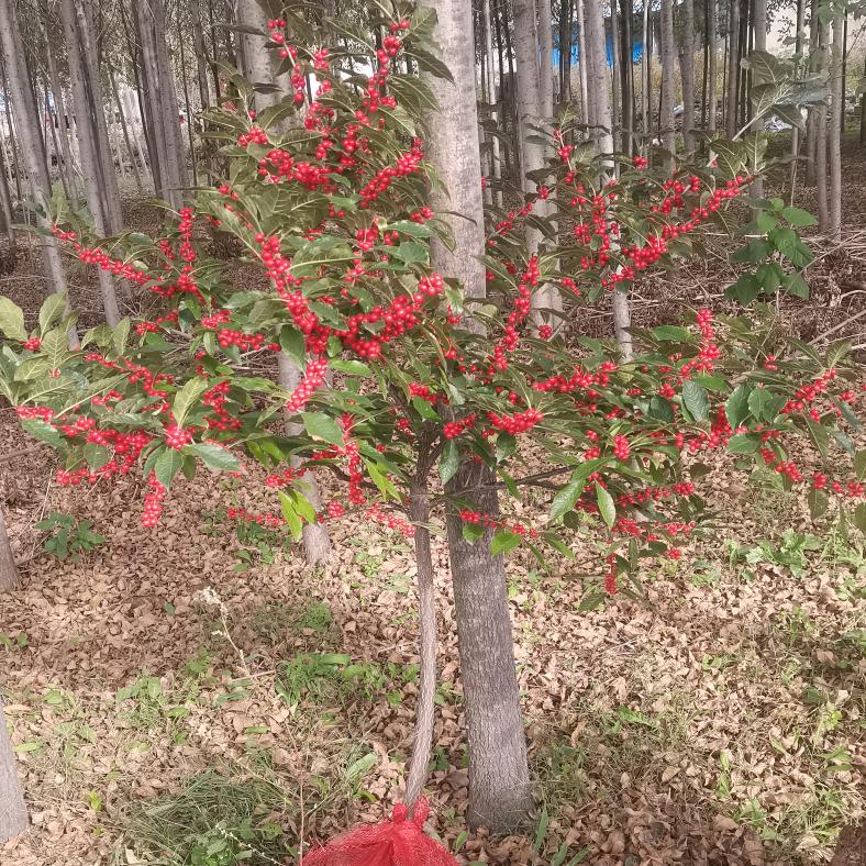 盈泰北美冬青