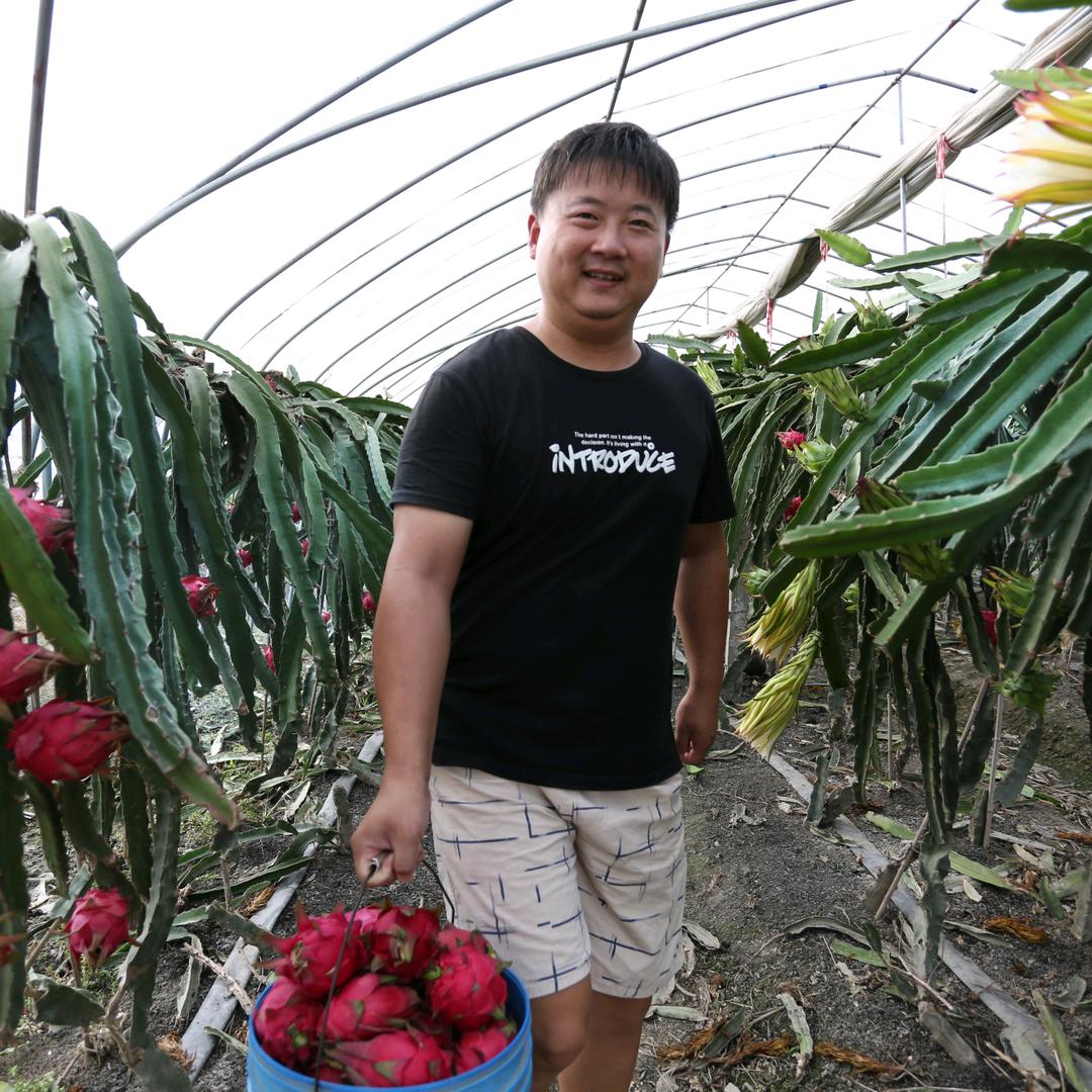 江苏泰州姜堰区娄庄俊洁火龙果基地