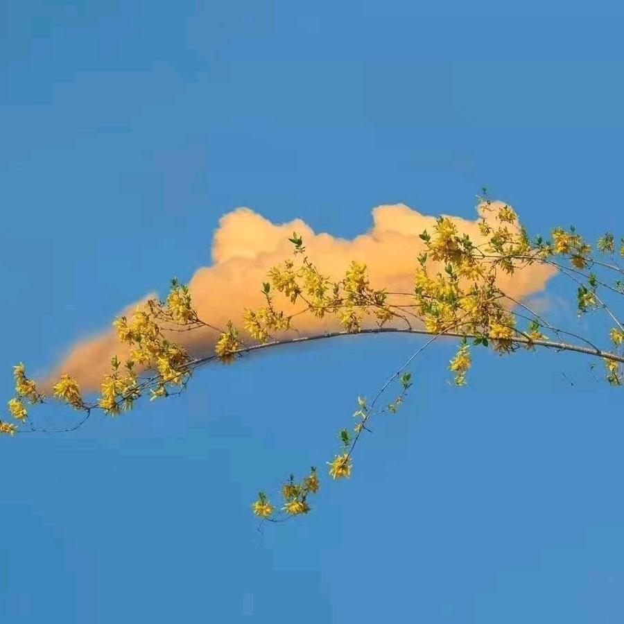 花好月圆🌸