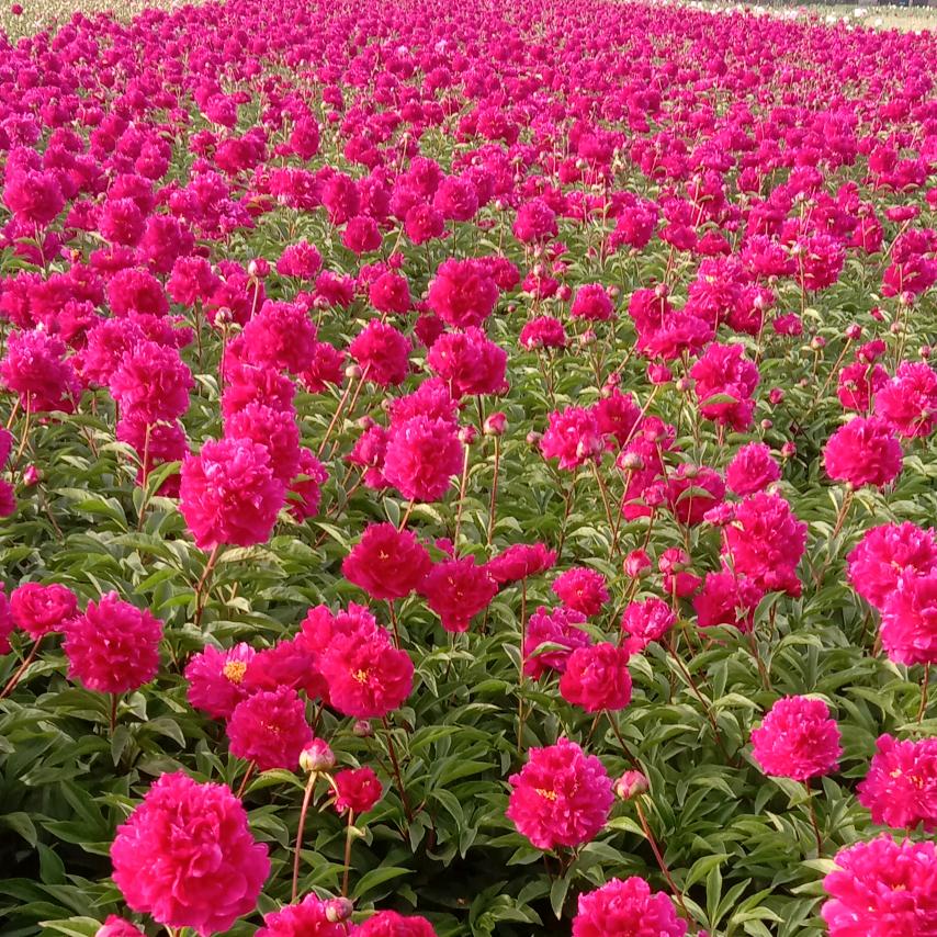 新立