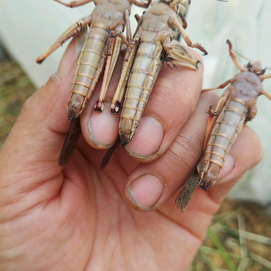 普田祭羊山蚂蚱养殖场
