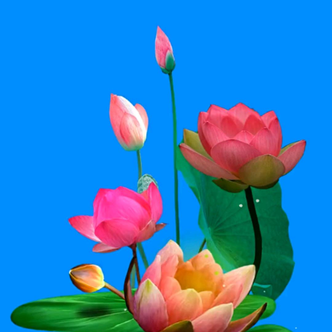 苏唐