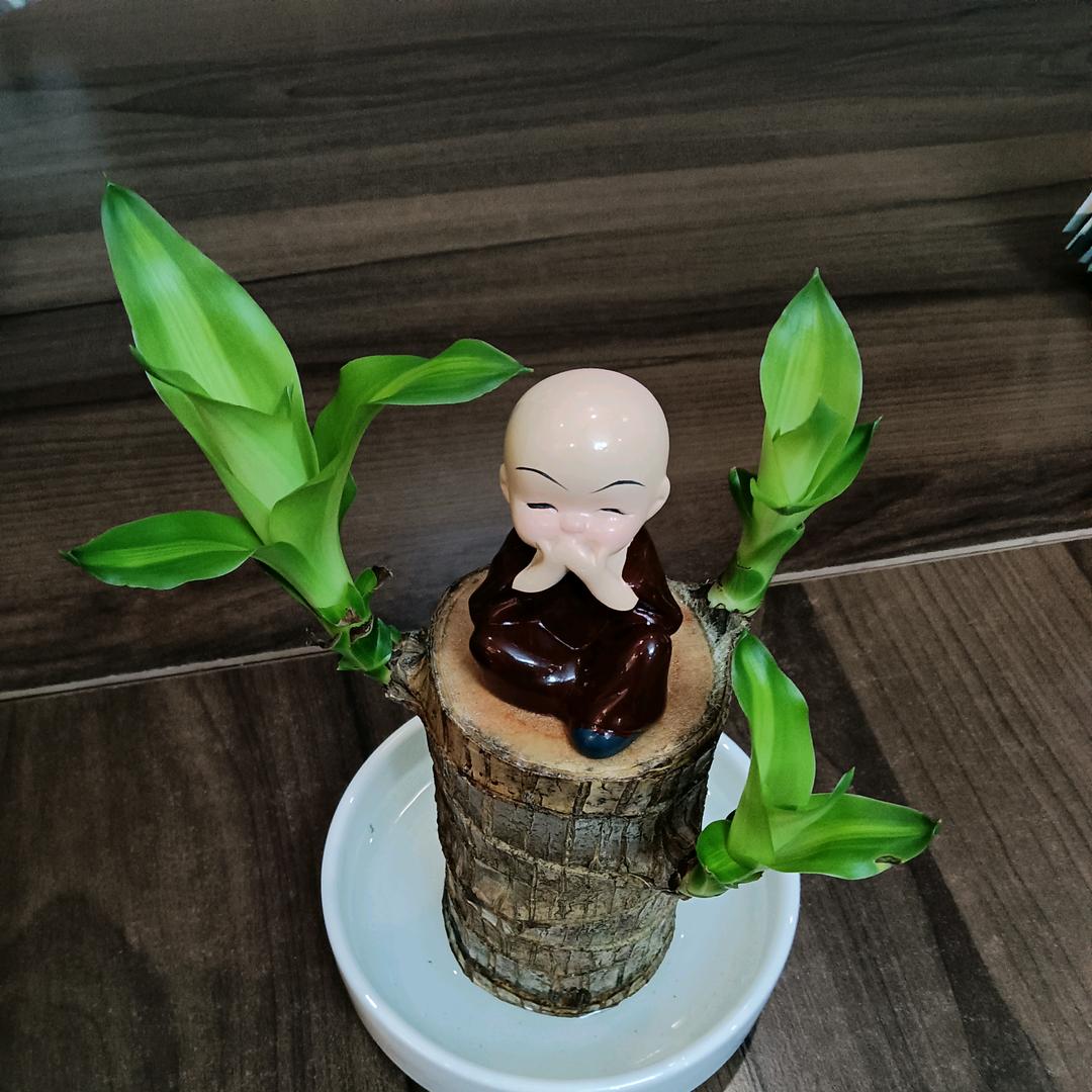建琴