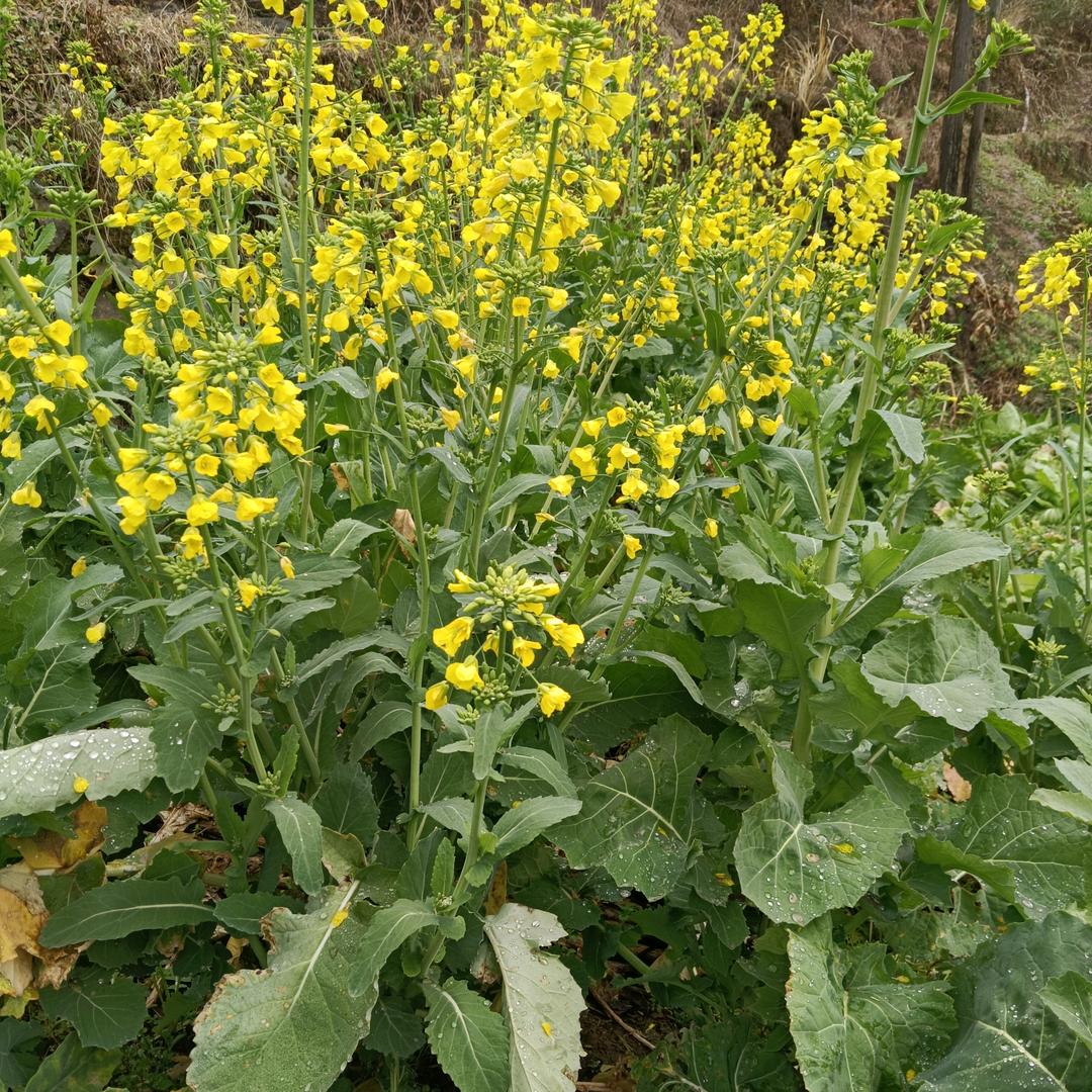 阿娟姐1大号同名（下午2:10)