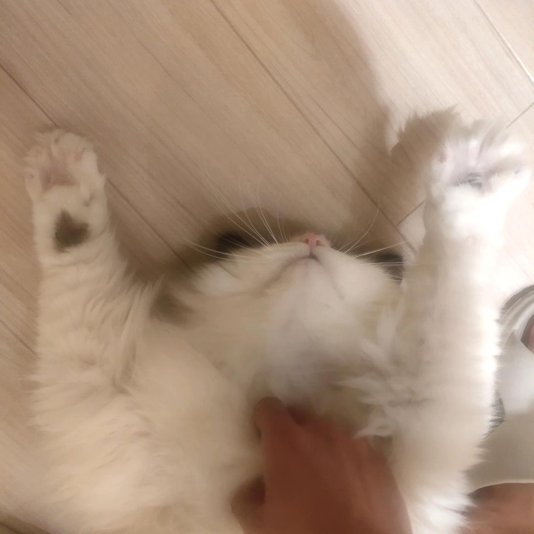 可乐爱喝气泡水