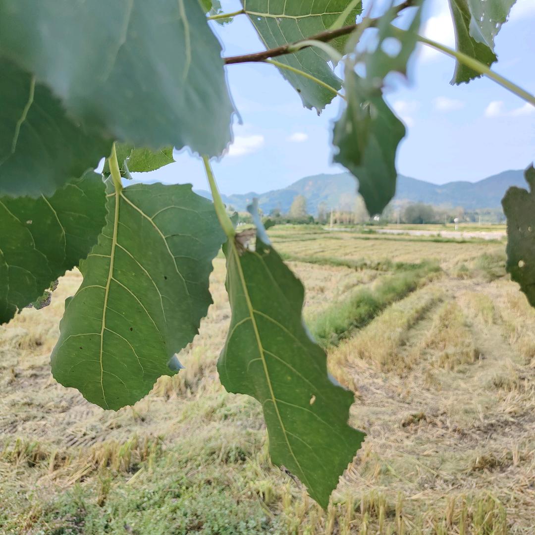 Ultrasound DOC_CHENG