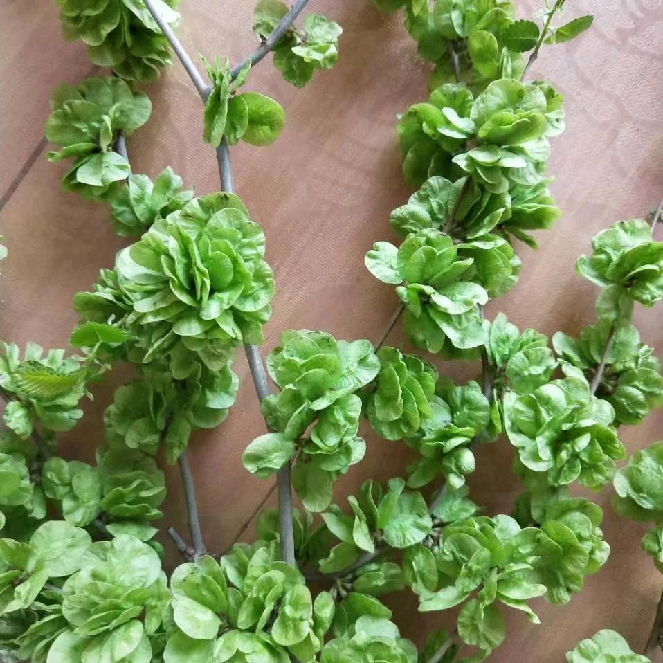 相州阳光服饰（感谢您的不连赞）