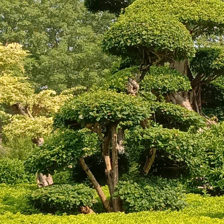 李炎兴