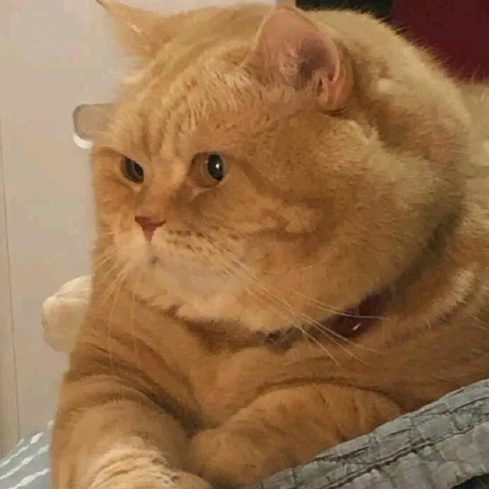 在逃