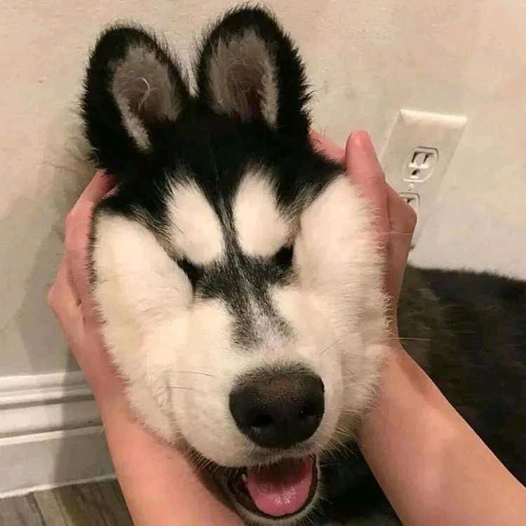 皮蛋超人丷
