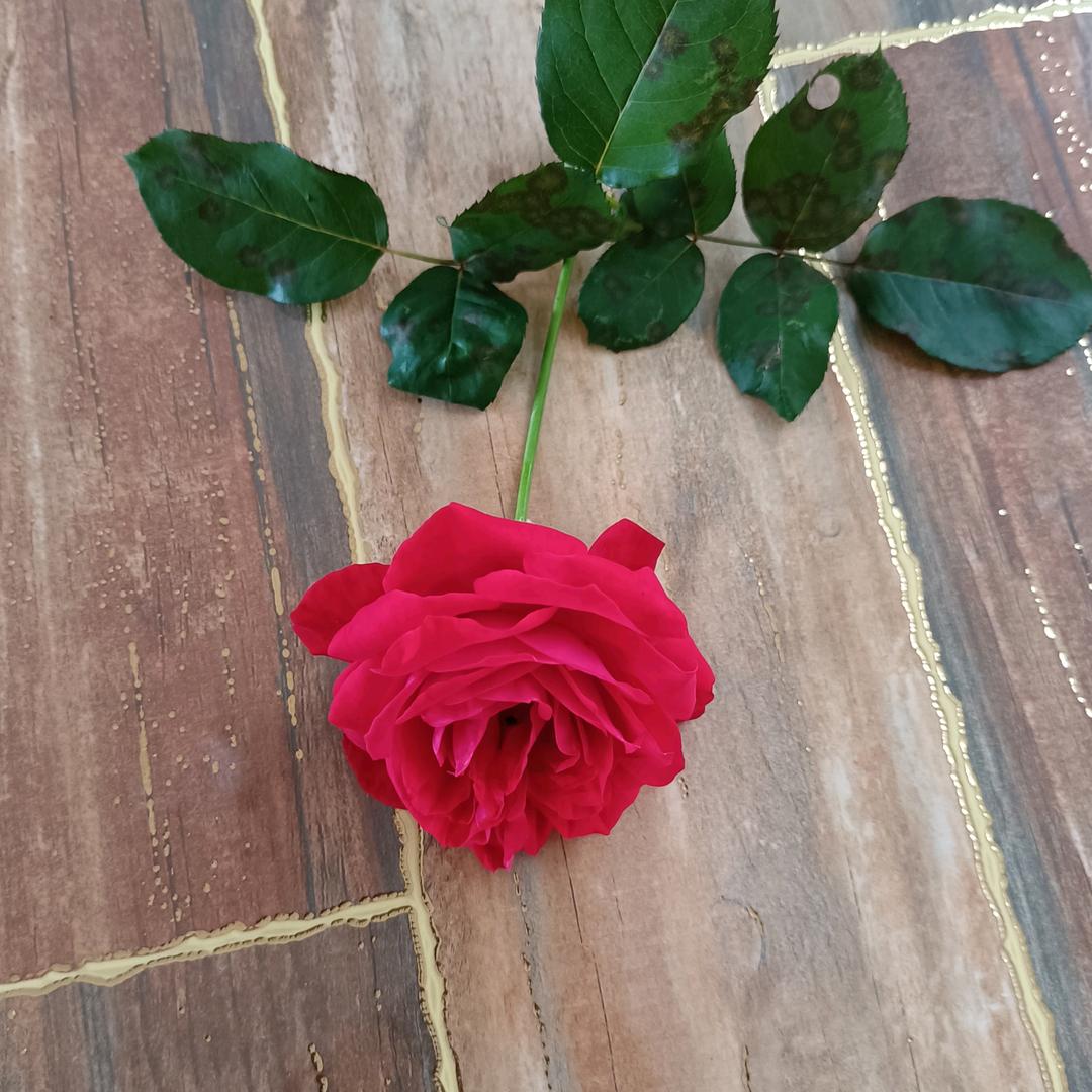 吊二郎当小青年