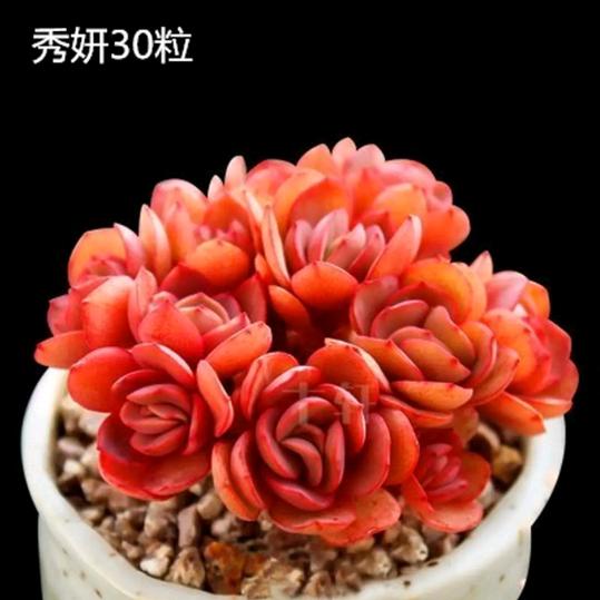 阳泉姐姐