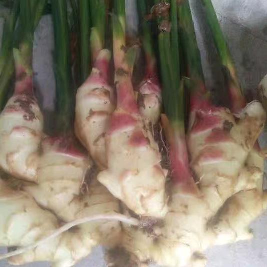 @律新福生姜购销