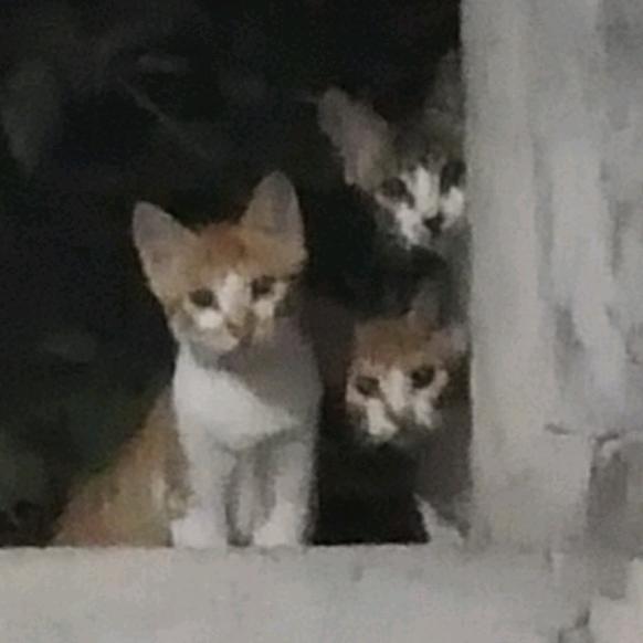 谢谢惠顾